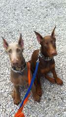 Doberman Von Ryans Luxus - Dog and Puppy Pictures