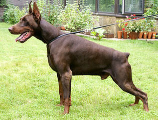 Hydobes By Global Cretaions - Dog Breeders