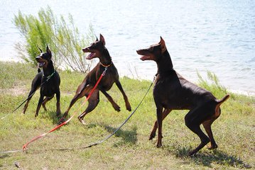 Doodleman Pinchers/Dobermans - Dog and Puppy Pictures