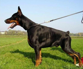 Dawhenya Dobermans - Dog Breeders