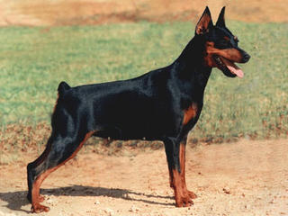 Doberman Puppies Akc Ch.. Lines - Dog Breeders