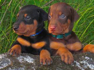 Dawhenya Dobermans - Dog and Puppy Pictures