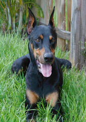 Doodleman Pinchers/Dobermans - Dog and Puppy Pictures