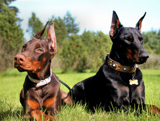 Sierra Dobie Farms - Dog Breeders