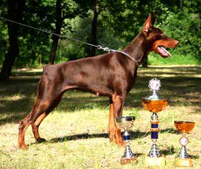 Doberman Looking To Breed - Dog Breeders