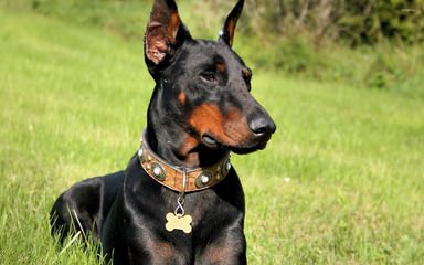 Sculptors Dobermann Kennel - Dog Breeders