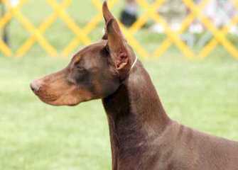 Mossyoak Dobermans - Dog Breeders