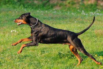 Dobermans Of Distinction - Dog and Puppy Pictures