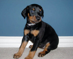 Doberman Puppies - Dog and Puppy Pictures