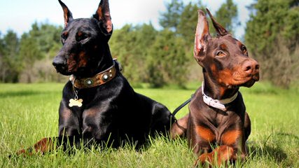 Doodleman Pinchers/Dobermans - Dog Breeders