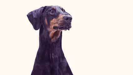 Doberman Puppies Akc Ch.. Lines - Dog and Puppy Pictures