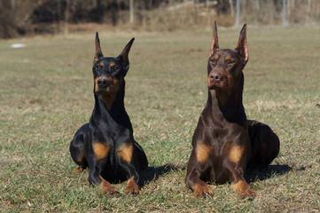 Champion Bloodline Puppies - Dog Breeders