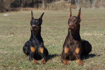 kandjdesert dobermans - Dog and Puppy Pictures