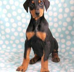 Champion Akc Registered Dobermans And Studding Service - Dog Breeders