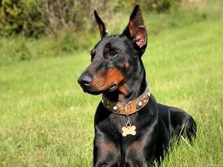 Vor Allem Dobermanns Reg’d - Dog Breeders