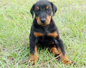 Europeandobermanstud Inc. - Dog Breeders