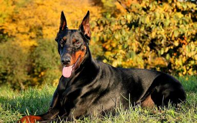 Dobermans - Dog Breeders