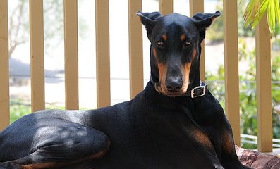 Dobermans - Dog Breeders