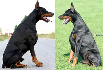 Doberman, Pinscher, Puppies, For, Sale - Dog and Puppy Pictures