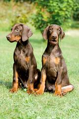 Doberman Looking To Breed - Dog and Puppy Pictures