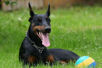 kandjdesert dobermans - Dog Breeders