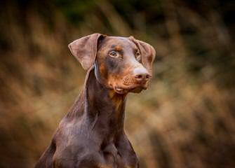 royalmajestic dobermans - Dog Breeders