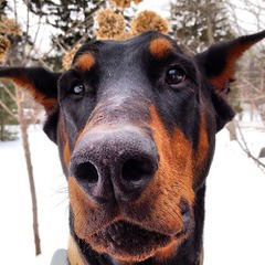 royalmajestic dobermans - Dog and Puppy Pictures