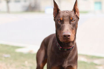 Doberman Looking To Breed - Dog and Puppy Pictures