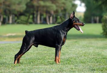 Champion Akc Registered Dobermans And Studding Service - Dog and Puppy Pictures