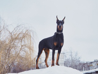 Dawhenya Dobermans - Dog and Puppy Pictures