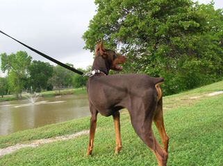 Doberman Acres - Dog Breeders