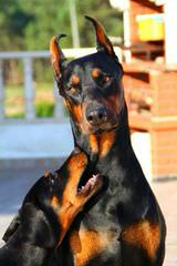 Europeandobermanstud Inc. - Dog and Puppy Pictures