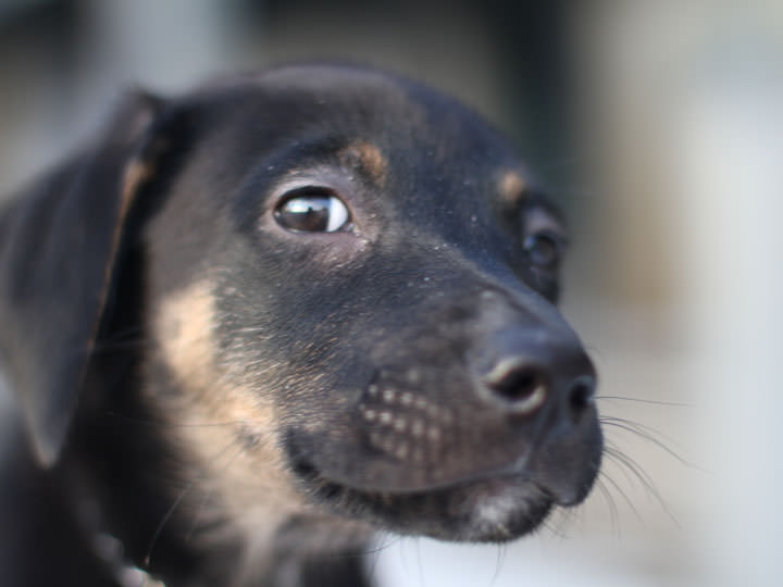 Doberman Shepherd Dogs and Puppies