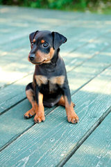 Johnson’s Doberman Shepherds - Dog and Puppy Pictures