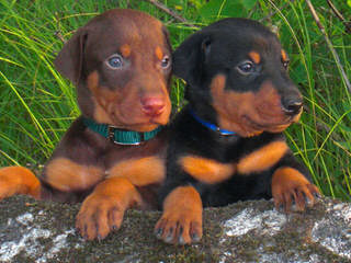 Johnson’s Doberman Shepherds - Dog and Puppy Pictures