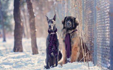 Johnson’s Doberman Shepherds - Dog Breeders