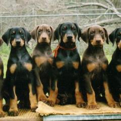 Johnson’s Doberman Shepherds - Dog Breeders