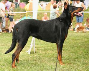 Johnson’s Doberman Shepherds - Dog Breeders