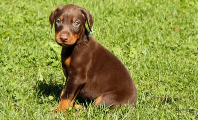 Johnson’s Doberman Shepherds - Dog and Puppy Pictures