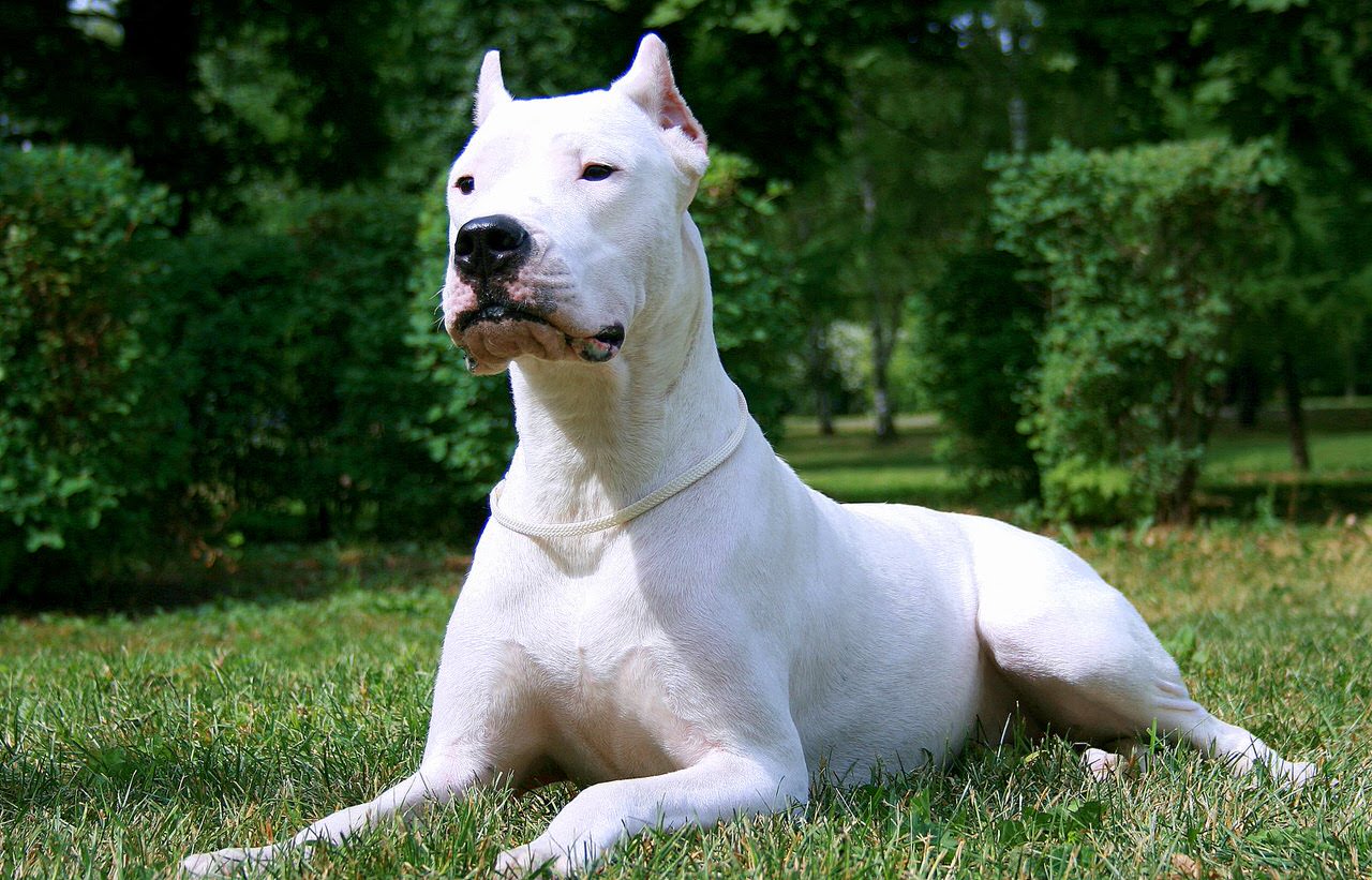 Dogo Argentino Dogs and Puppies
