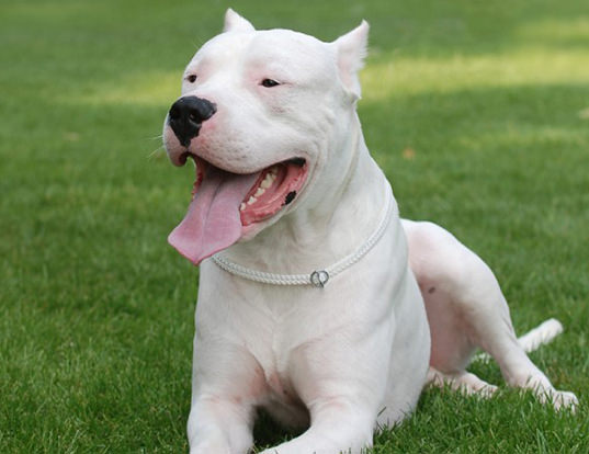 Dogo Argentino Dogs and Puppies