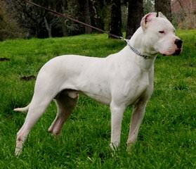 Élevage Dogue de la Rivière - Dog Breeders