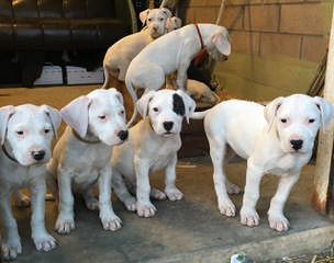 Dogos Argentinos Kallpa Yuraj: Available Beautiful Puppies - Dog and Puppy Pictures