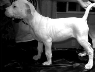 Legend Dogo Argentinos / Argentine Dogo - Dog and Puppy Pictures