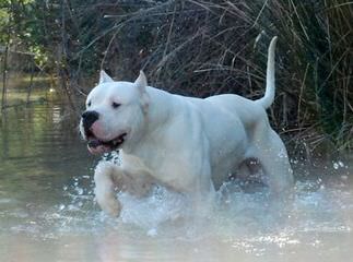 Debonair Dogo Argentinos, Argentine Dogos, Argentinian Mastiff Available Dogo Puppies Now - Dog and Puppy Pictures