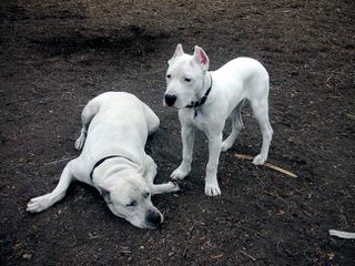 Gao Dogo Argentino - Dog Breeders