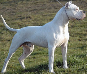 Dogo Valley-Valiente Dogo - Dog Breeders