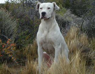 Lirio Blanco Dogos Argentinos - Dog Breeders