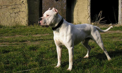 Élevage Dogue de la Rivière - Dog Breeders