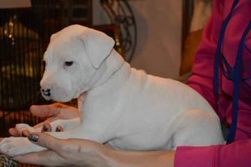 Argentum Dogos Argentinos - Dog Breeders